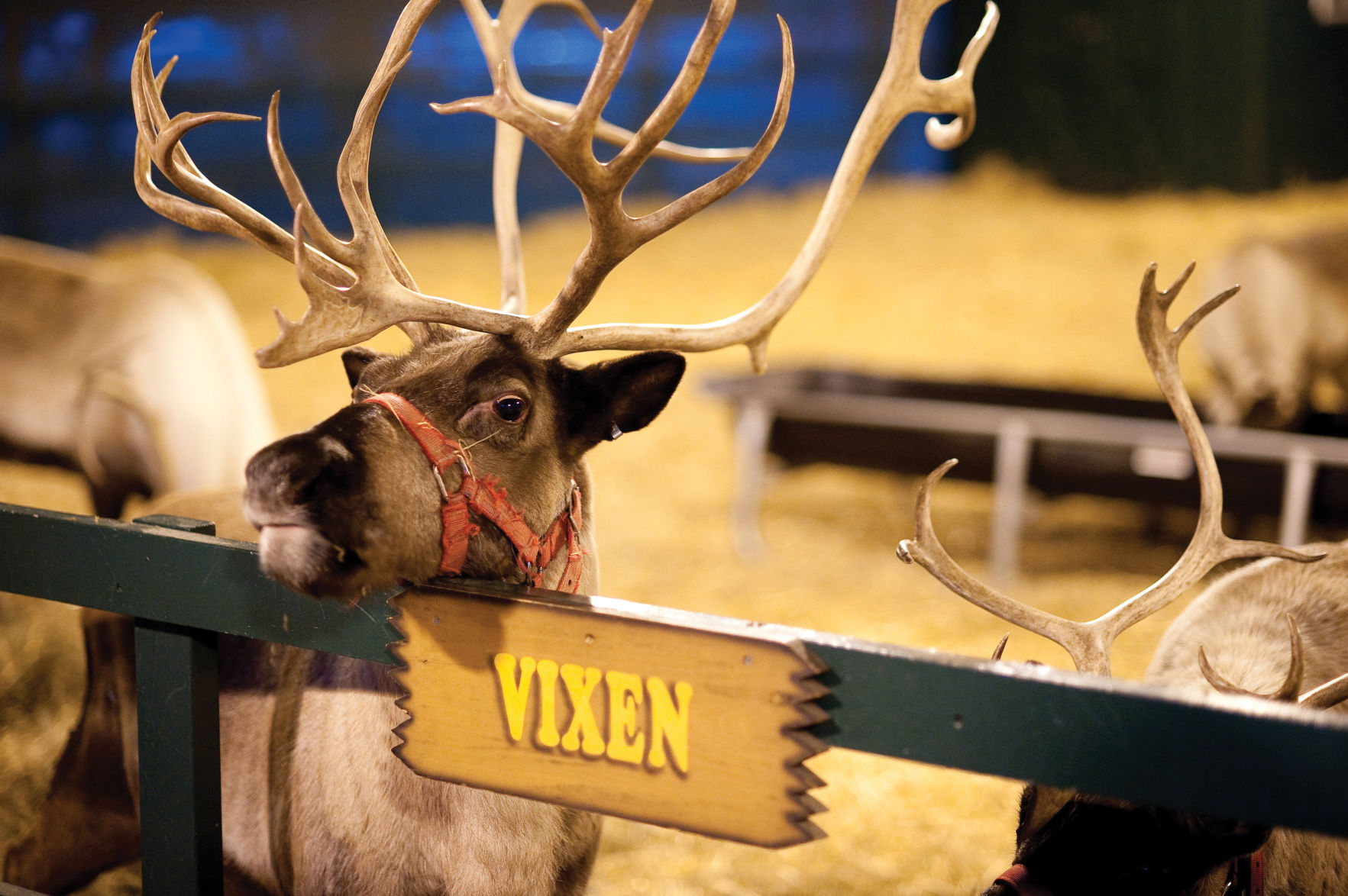 Christmas Candylane - Reindeer 5.jpg